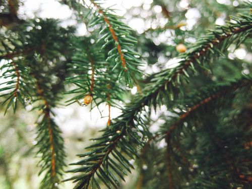 spruce christmas tree tree
