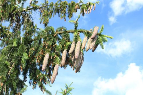 spruce fir cones sky