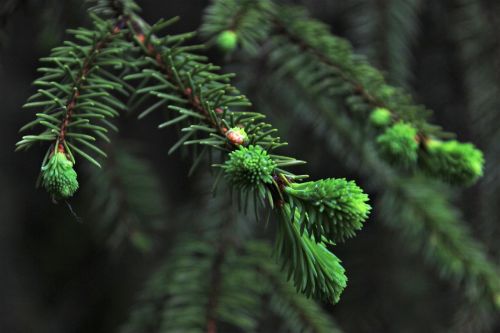 spruce christmas tree needles