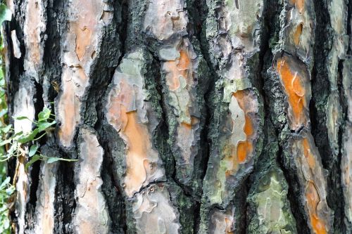 spruce tree bark