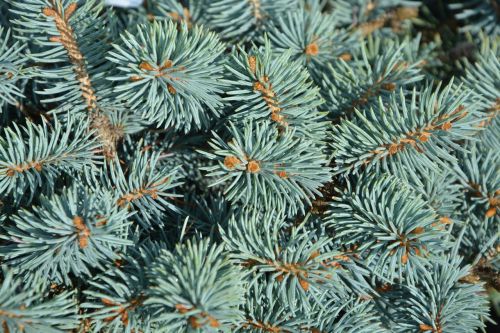 spruce fir thorns