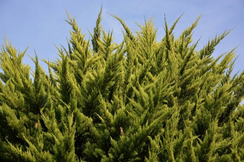 spruce shrub resinous