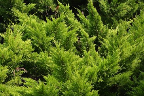 spruce resinous conifer