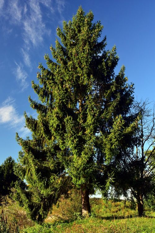 spruce tree nature
