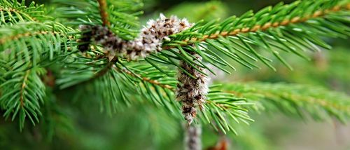 spruce catkin branch