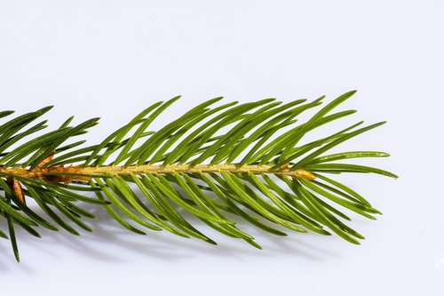 spruce  branch  conifer