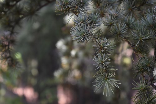 spruce  branch  needles