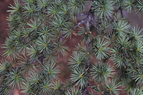 spruce  branch  needles