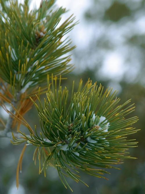 spruce needles branch