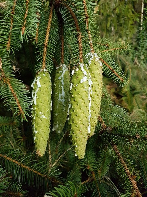 spruce  pine cones  conifer
