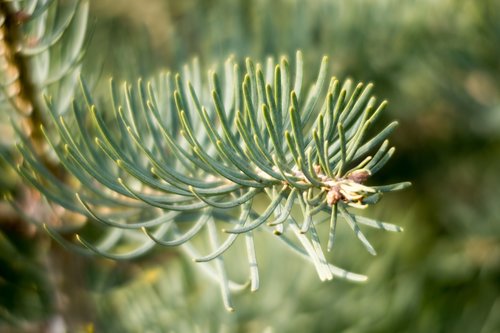 spruce  tree  needles