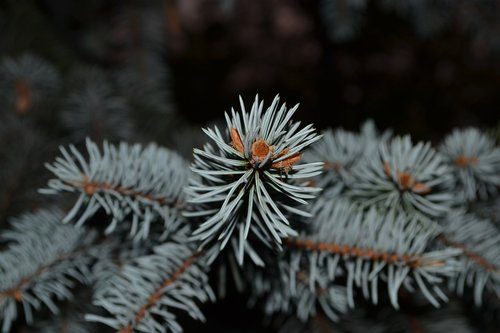 spruce  needles  tree