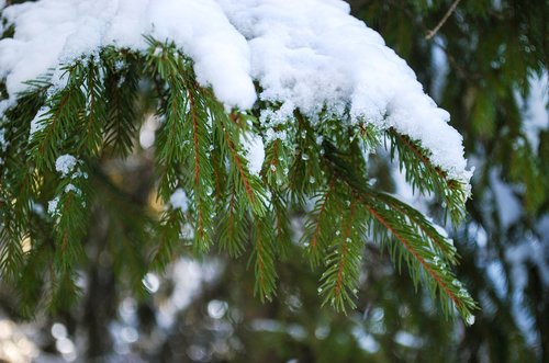 spruce  branch  snow