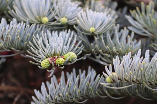 spruce  pine needles  shoots