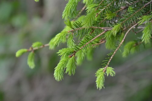 spruce  boy shoots  spring