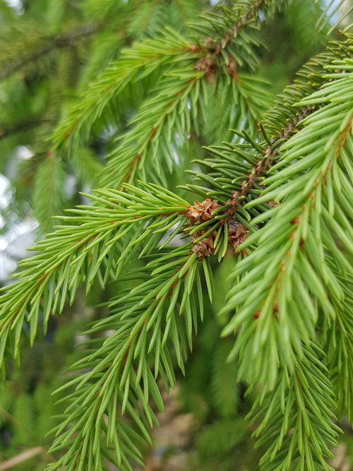 spruce  christmas tree  branch