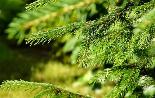 spruce needle summer