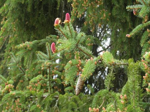 spruce conifer pine cones