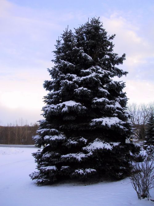 spruce winter snow