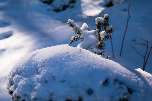 spruce snow winter