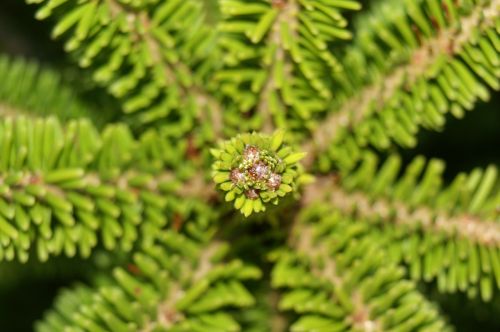 spruce plant nature
