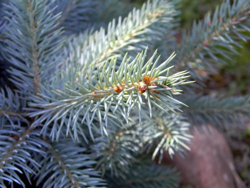 spruce needles tree