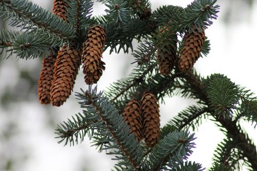 spruce softwood cones