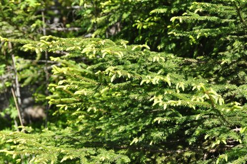 spruce bud nature forrest