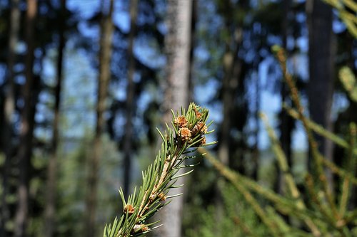 spruce buds  shoots  boy shoots