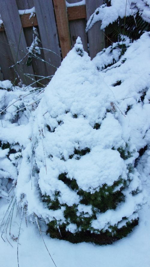 Spruce In Snow