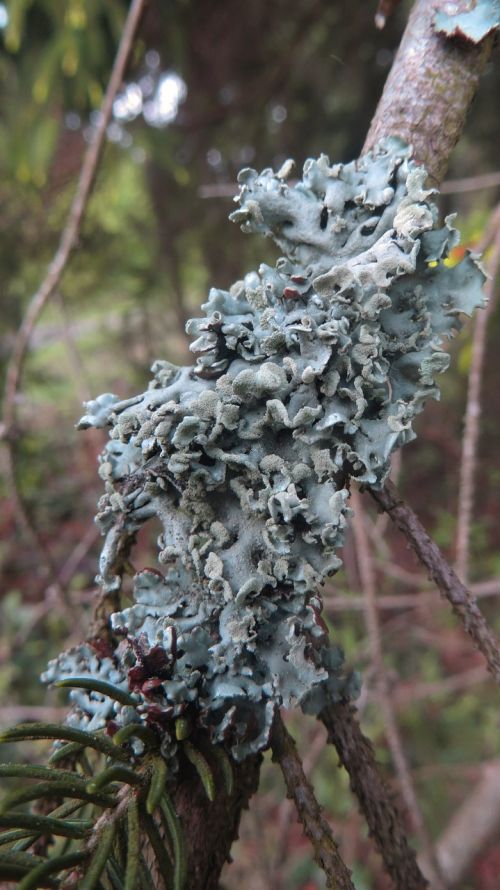 lichen branch conifer