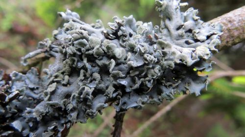 lichen branch conifer