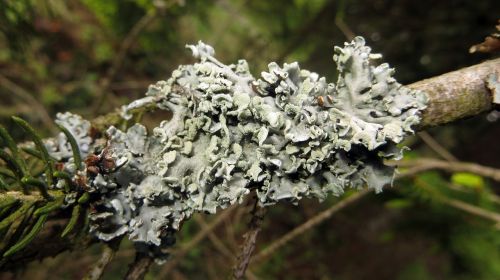 lichen branch conifer