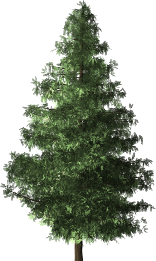 spruce tree spruce tree
