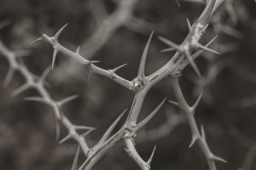 spur plant prickly