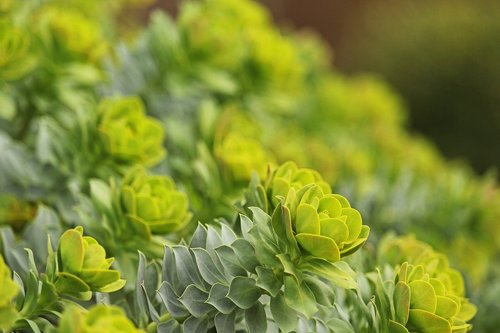 spurge  toxic garden plant  spring flower