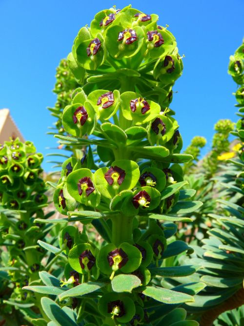 spurge family green flower