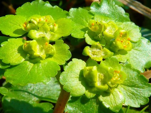 spurge family green flower