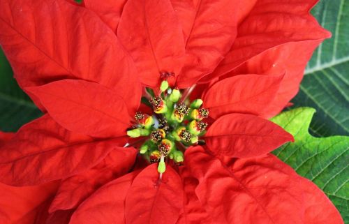 spurge wonderful plant flower