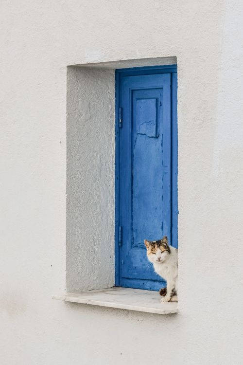 spying cat cute