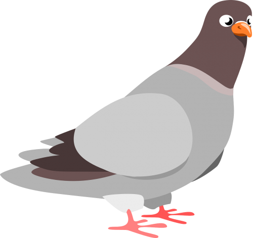 squab pigeon bird