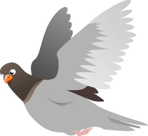 squab pigeon animal