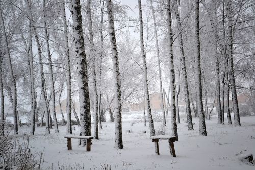 square winter birch