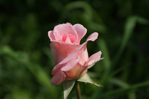 square  flower  rose