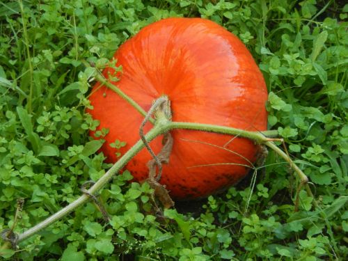 squash garden orange