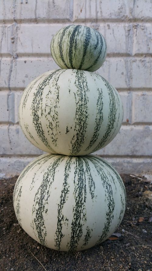 squash pumpkin round