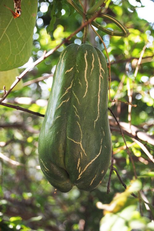 squash fruit vegetable