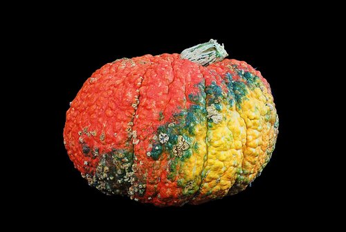 squash  pumpkin  ugly