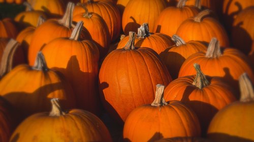 squash  color  pumpkin