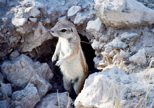 squeeral  small  animal